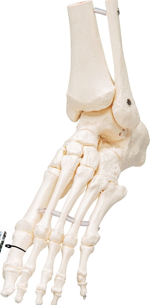 Esqueleto del pie
