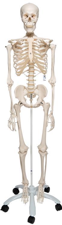 Esqueleto Stan A10 sobre pie metálico con 5 ruedas