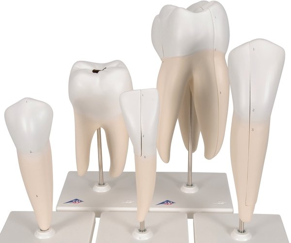 Modelos dentales - 5 modelos de dientes