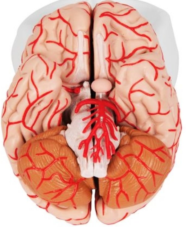 Cerebro de lujo con arterias desmontable en 9 piezas